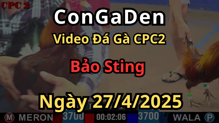 Video Đá Gà Bảo Sting tại cpc2 ngày 27/3/2025
