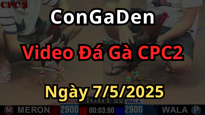 Xem lại Đá Gà Trực Tiếp Thomo CPC2 Ngày 7/5/2025
