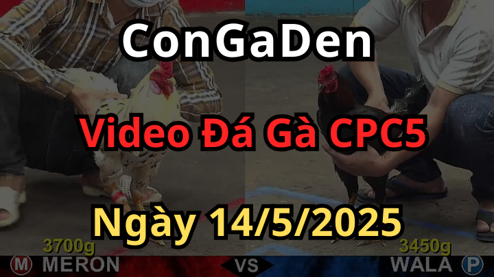 Clip Đá Gà CPC5 bồ an giang ngày 14/5/2025