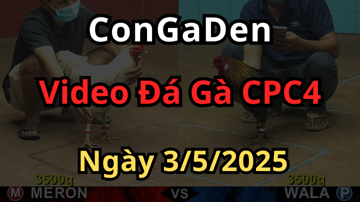 Video Đá Gà Trực Tiếp CPC4 Bồ An Giang Ngày 3/5/2025