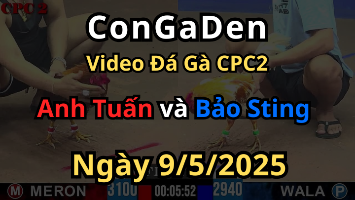 Bảo Sting hốt thêm 1 đống lúa của Anh Tuấn CPC2 9/5/2025