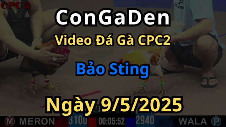 Video Đá Gà Của Bảo Sting tại CPC2 hôm nay 9/5/2025