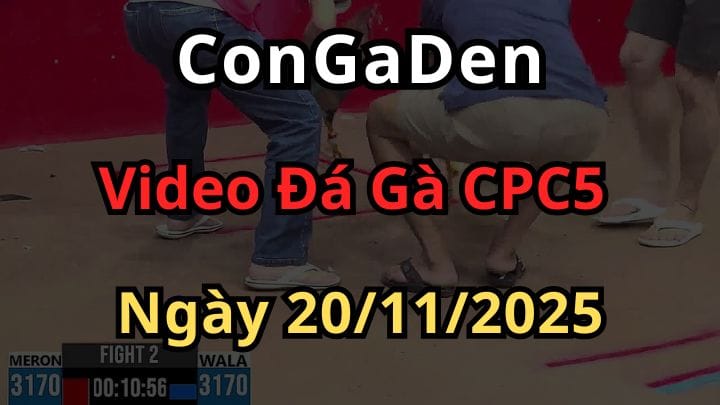 Video Đá Gà Giải CPC5 ngày 20/11/2025 hôm nay